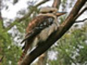 Kooaaa! It's a kookaburra