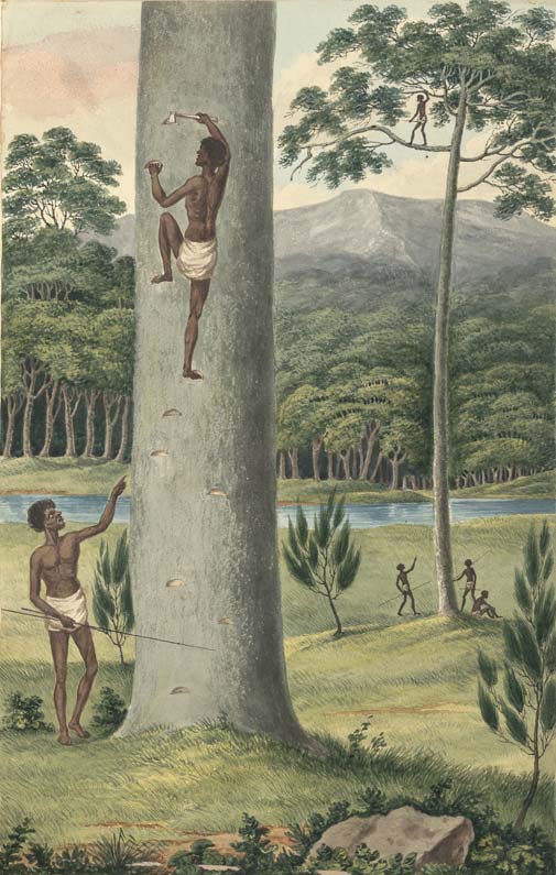 Indigenous Australian climbing a tree, c1817