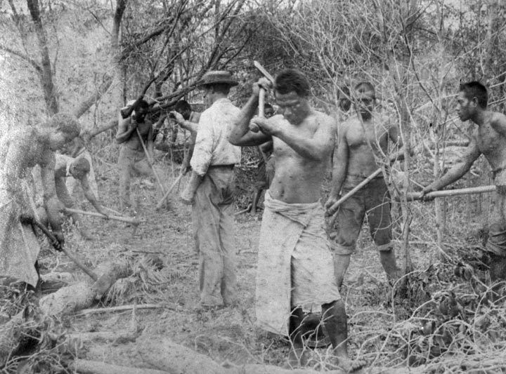 Pacific Islander labourers clearing land, c1895