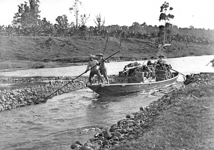 Chinese workers on banana punts near Innisfail, early 1900s